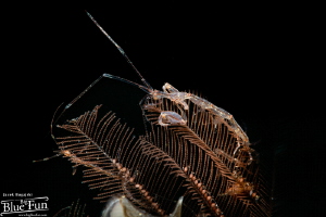 Skeleton Shrimp by Jacek Bugajski 